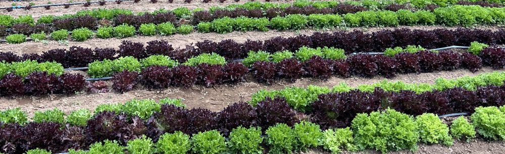 Healthy Farm Crops | HealTerra Healthy Farm Crops | HealTerra