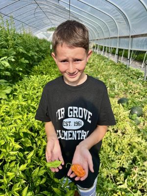 Healthy Pepper Plants | HealTerra Healthy Pepper Plants | HealTerra