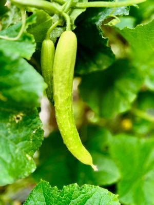 Healthy Crops | HealTerra Healthy Crops | HealTerra