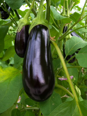 Healthy Eggplant | HealTerra Healthy Eggplant | HealTerra