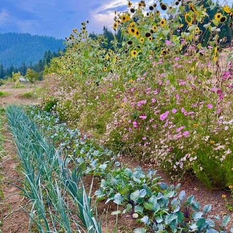 HealTerra Soil Enrich@ - Healthy Plants | HealTerra HealTerra Soil Enrich@ - Healthy Plants | HealTerra