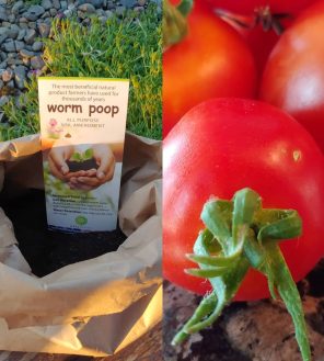 Worm Poop and Healthy Tomatoes | HealTerra Worm Poop and Healthy Tomatoes | HealTerra