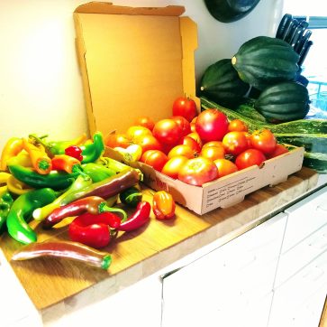 Healthy Tomatoes with Worm Castings | HealTerra Healthy Tomatoes with Worm Castings | HealTerra