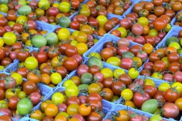 Increase Yield with HealTerra Soil Enrich@ | HealTerra Increase Yield with HealTerra Soil Enrich@ | HealTerra